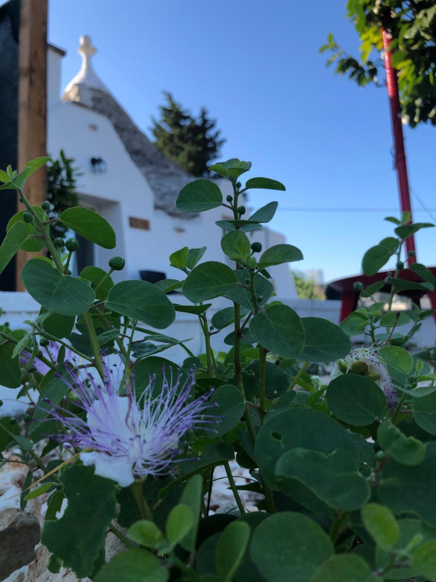 Вилла Trullo Trilli Puglia Мартина-Франка Экстерьер фото