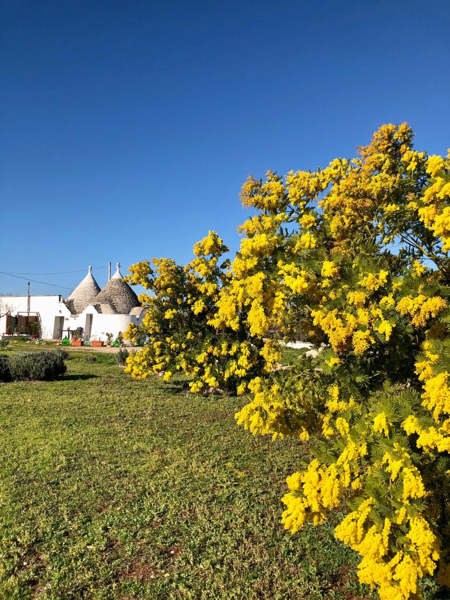 Вилла Trullo Trilli Puglia Мартина-Франка Экстерьер фото